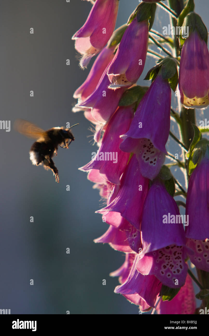 Abeille près de fleur Banque D'Images