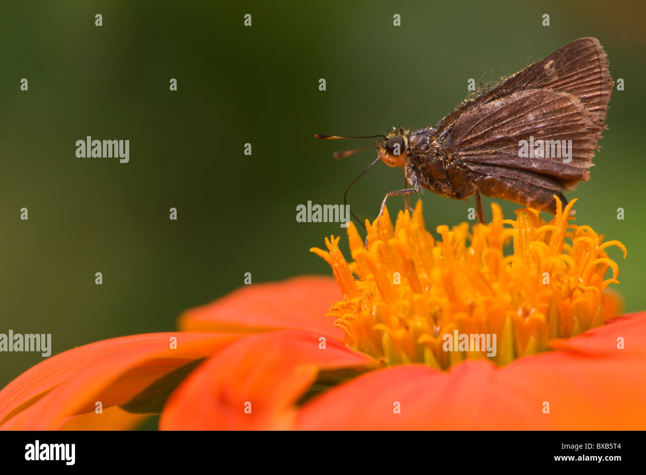 Close-up de peu d'glassywing sur capitule. Banque D'Images