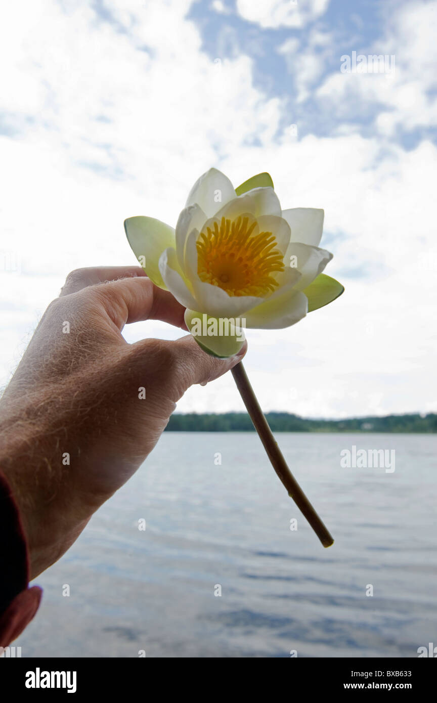 Human hand holding water lily, close-up Banque D'Images