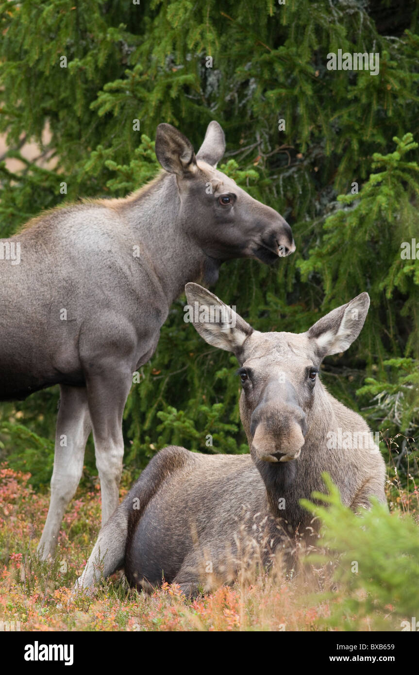 Deux orignaux dans la forêt Banque D'Images