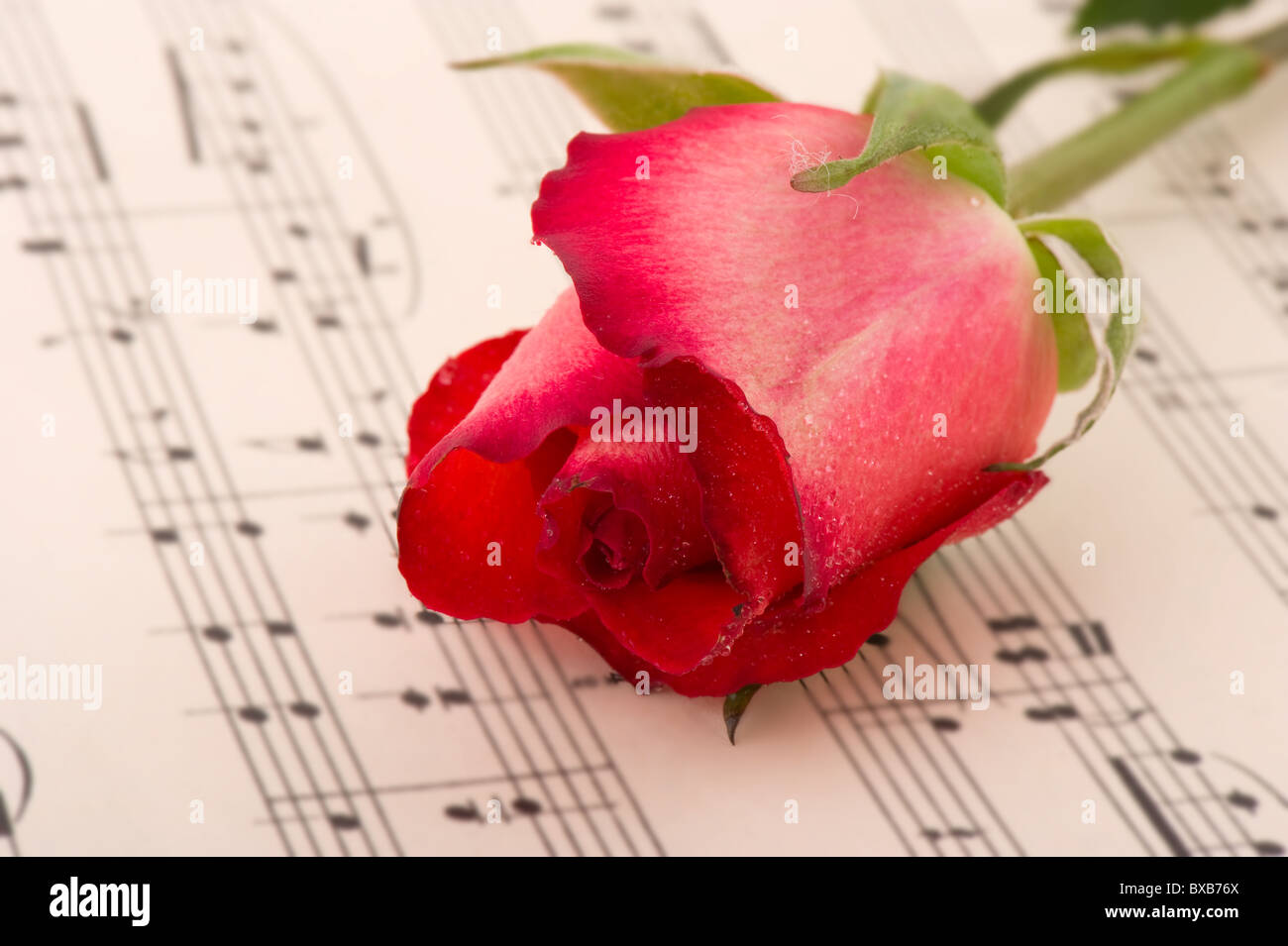 Rose rouge dans un paysage romantique sur feuille de musique Photo Stock -  Alamy