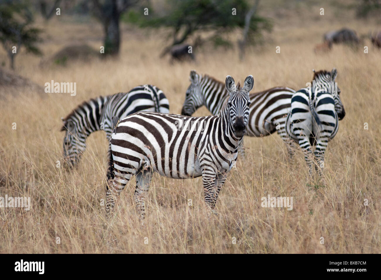 La faune Zebra au Kenya Banque D'Images