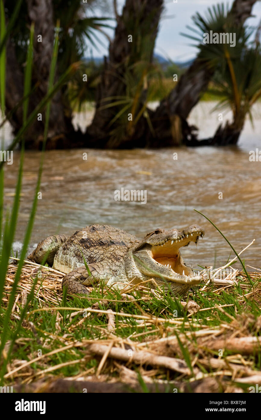 Séance de crocodile sur la rive avec bouche ouverte Banque D'Images