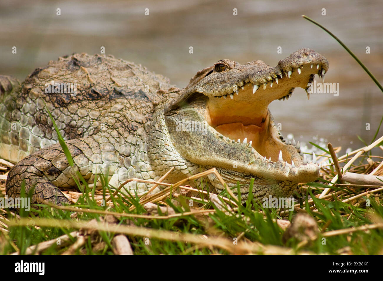 Crocodile du Nil assis avec mâchoires ouvertes sur le rivage Banque D'Images