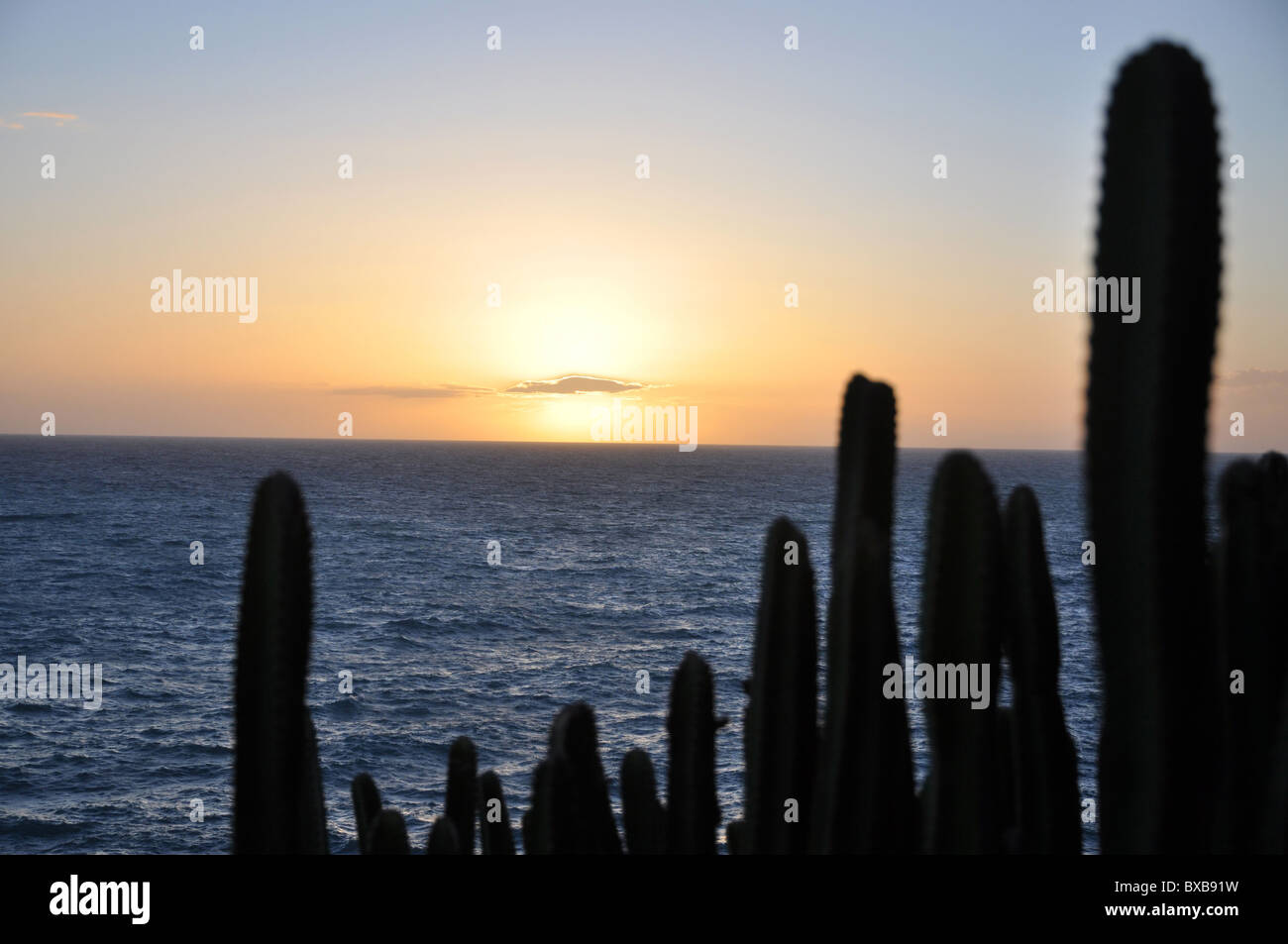 Coucher de soleil sur cacti Gran Canaria Banque D'Images