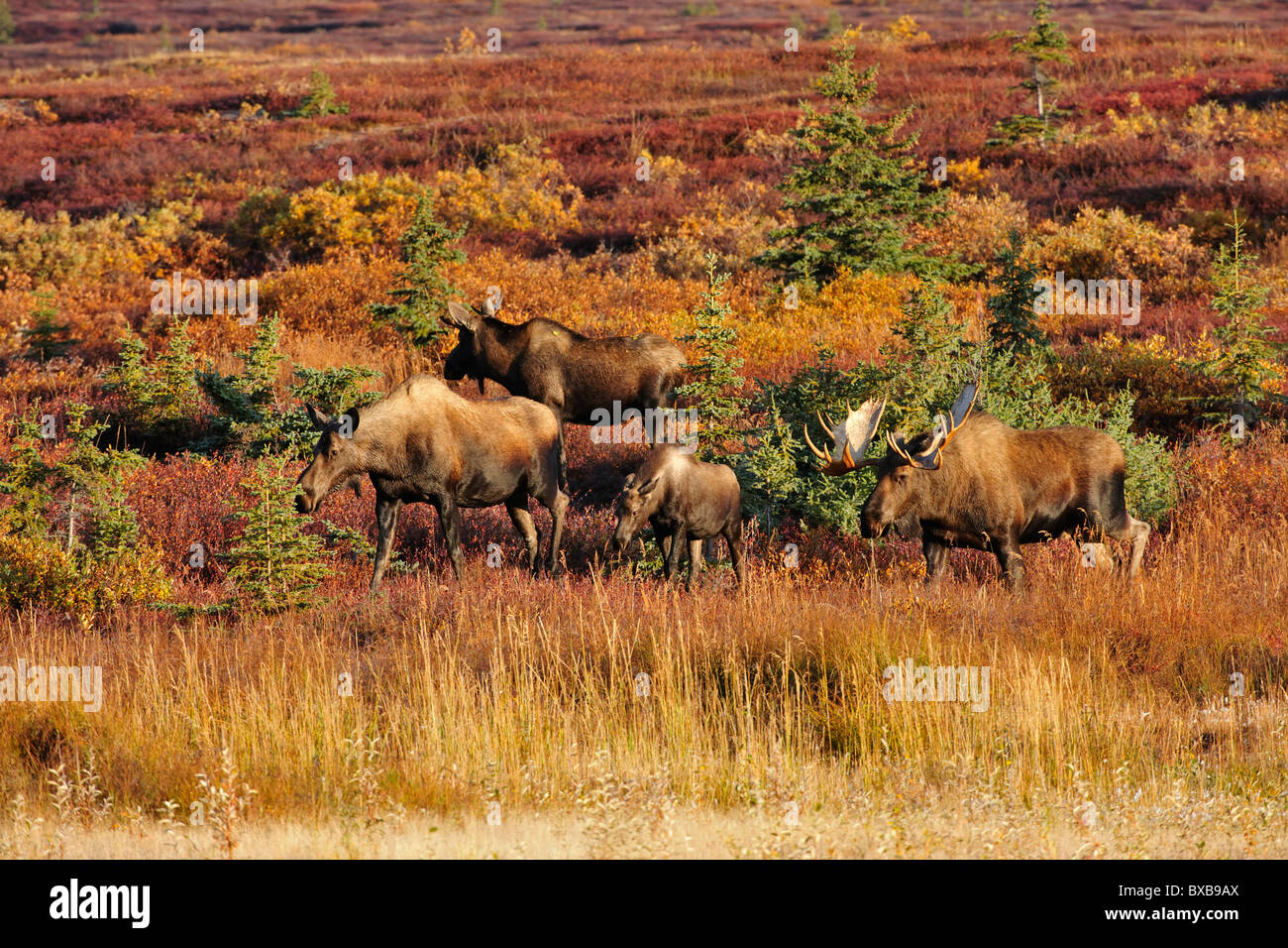 L'orignal (Alces alces) pendant le rut, Denali National Park, Alaska Banque D'Images