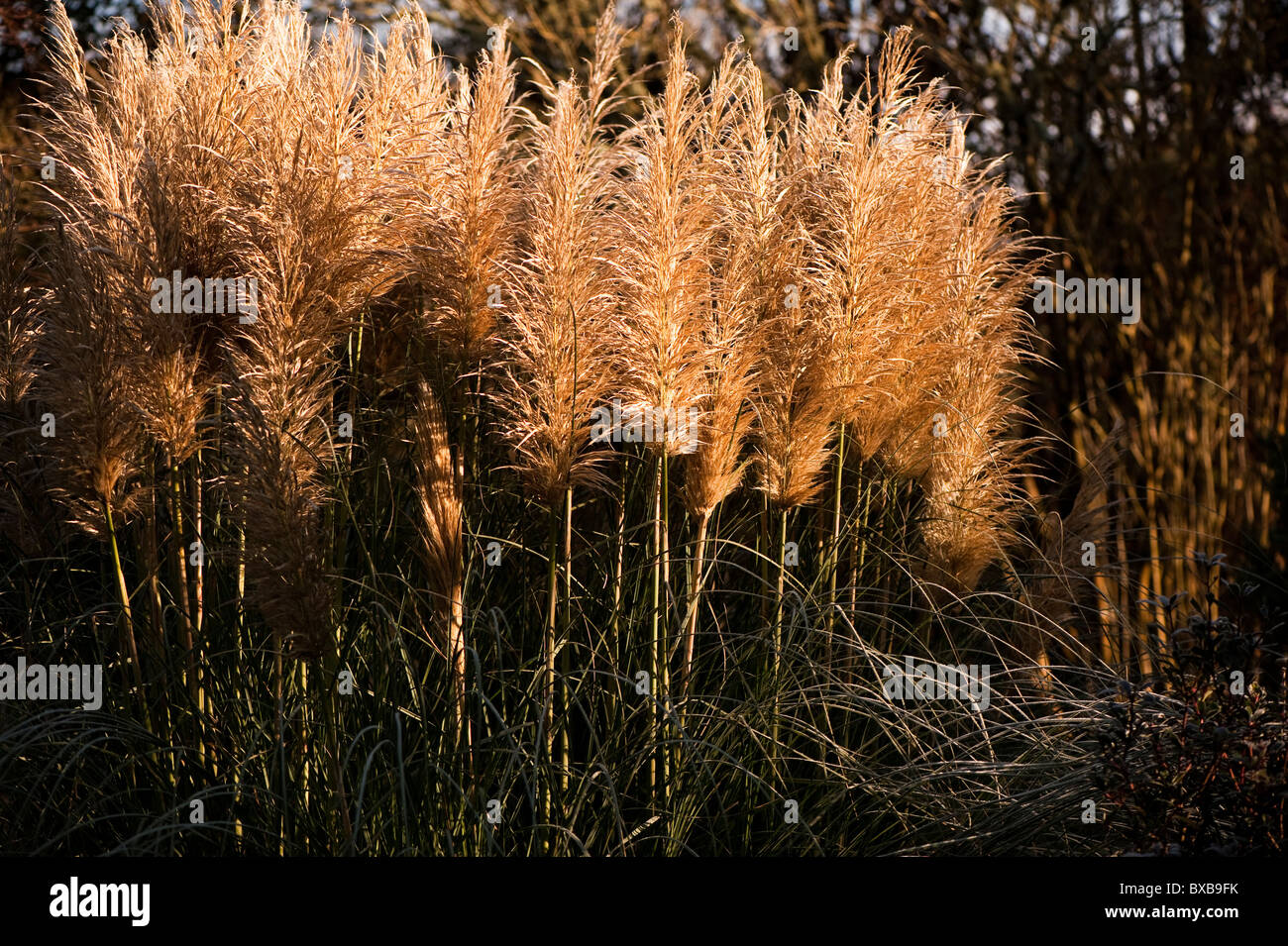 Cortaderia selloana 'pumila', l'herbe de la Pampa, en novembre Photo Stock  - Alamy