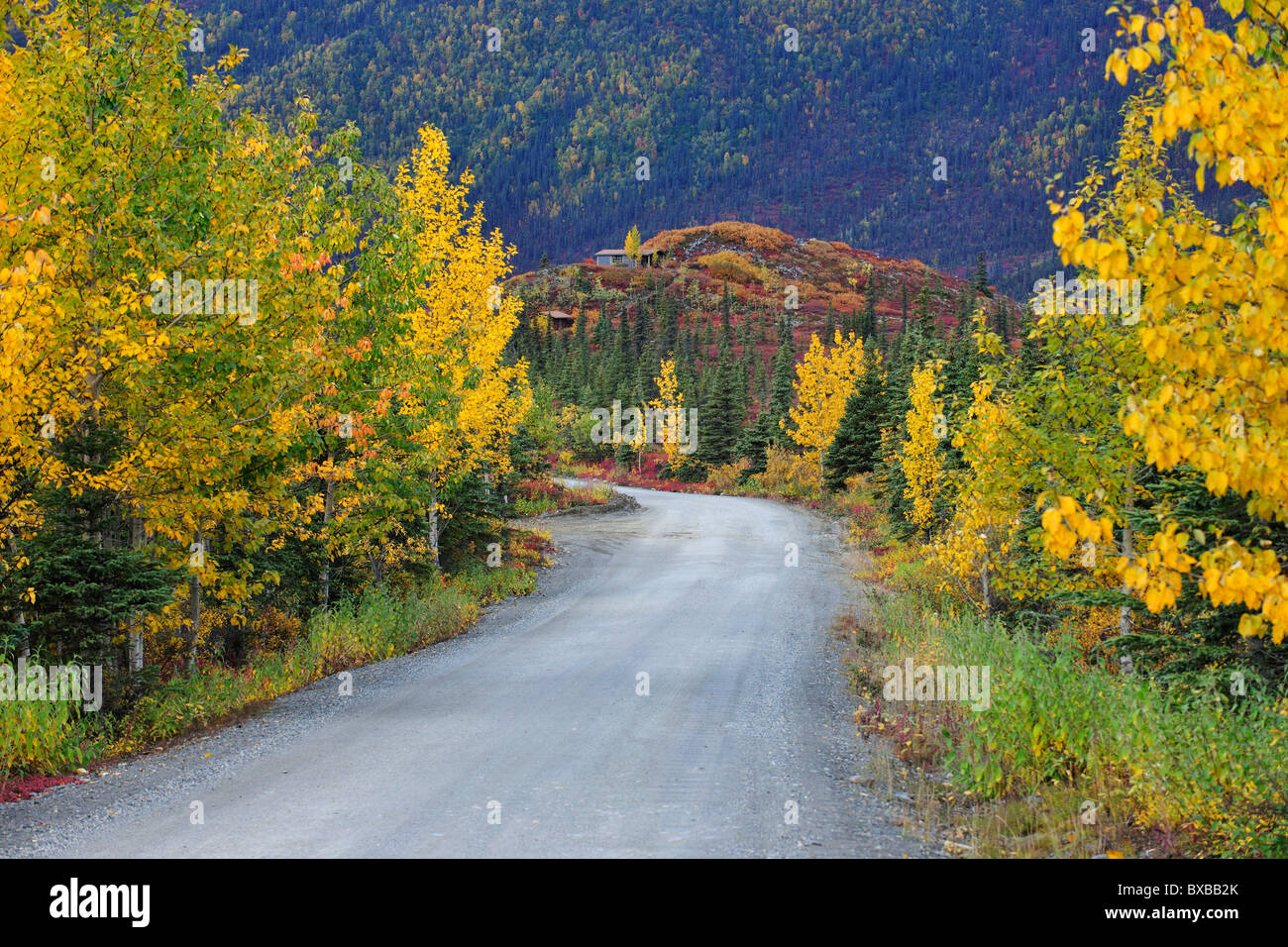 Route de Kantishna, Denali National Park, Alaska Banque D'Images