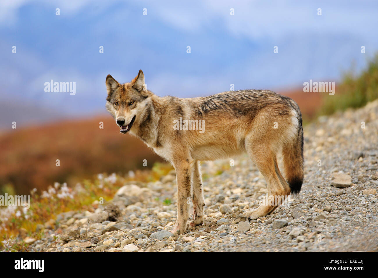 Wolf (Canis lupus) à la recherche de nourriture le long de la route, le parc national Denali, Alaska Banque D'Images