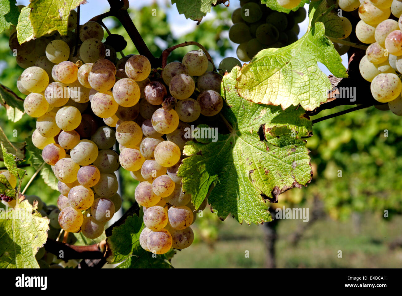 Les raisins de sémillon au Château Monbazillac vignoble, Dordogne, Aquitaine, France, Europe Banque D'Images