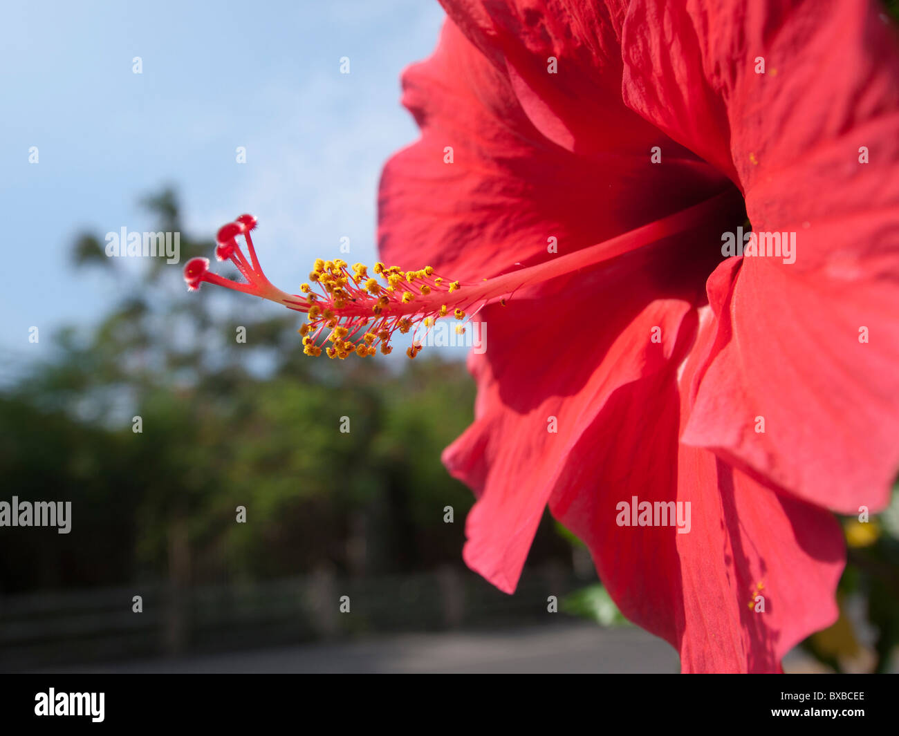 Close-up red hibiscus flower dans le jardin en regardant jusqu'à le ciel bleu Banque D'Images
