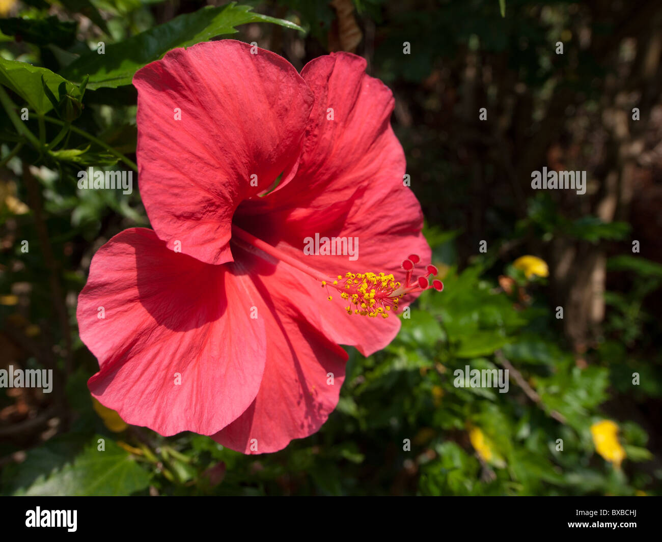 Close-up red hibiscus flower dans le jardin Banque D'Images