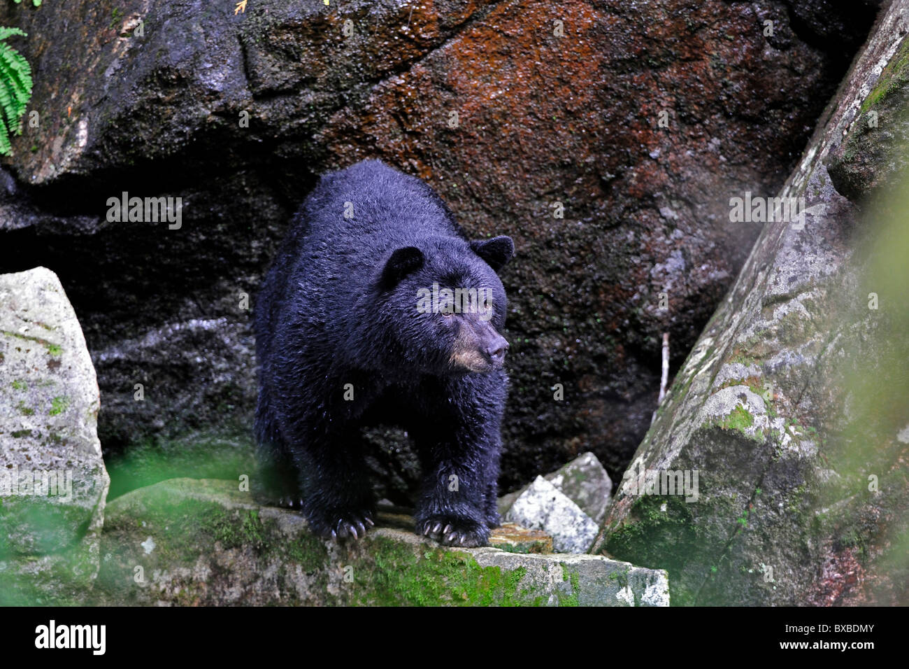 L'ours noir (Ursus americanus) dans la forêt tropicale du Pacifique, Canada Banque D'Images