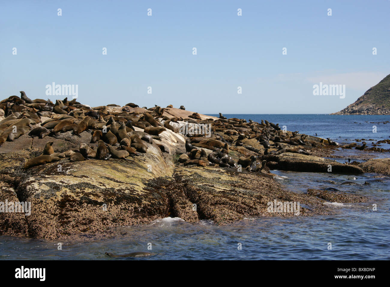 Cape ou colonie de phoques à fourrure marron, Arctocephalus pusillus pusillus, Otariidae. L'île Seal, Hout Bay, Western Cape, Afrique du Sud. Banque D'Images