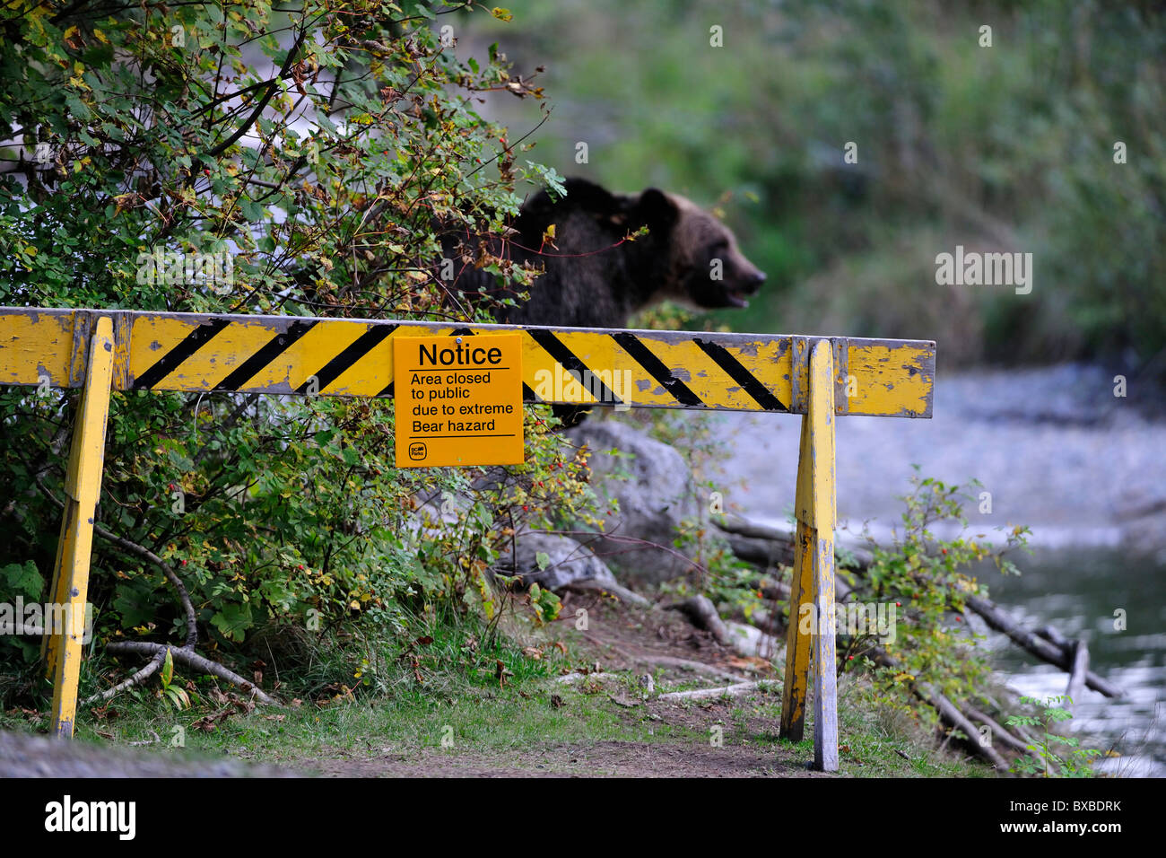 Signe, bloqué en raison du risque d'ours bruns, Bella Coola, en Colombie-Britannique, Canada Banque D'Images