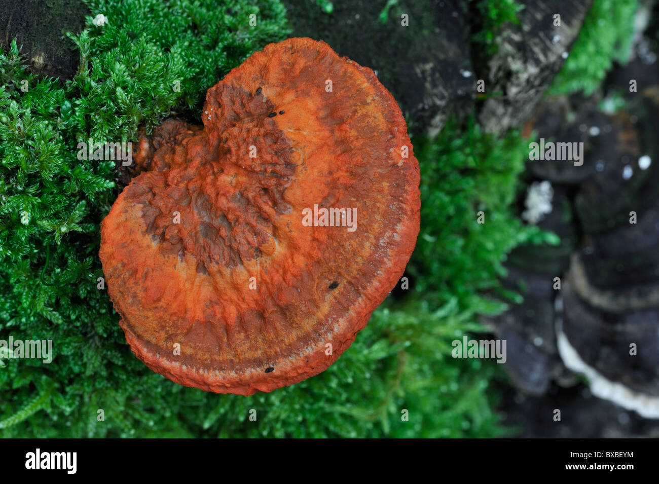 Polypore rouge cinabre (Pycnoporus cinnabarinus / Polyporus cinnabarinus) sur le tronc de l'arbre Banque D'Images