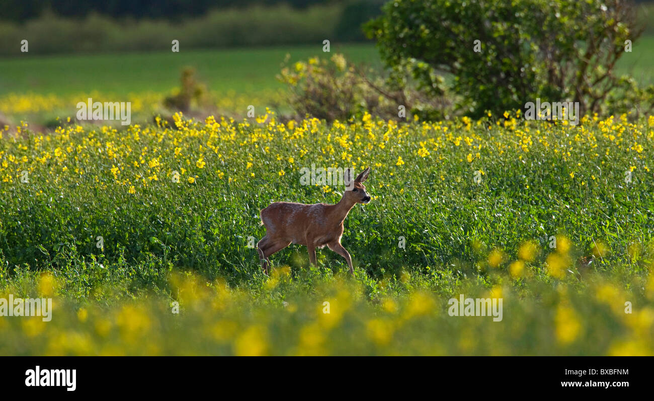 Le chevreuil (Capreolus capreolus) le long de l'Europe, champ Banque D'Images