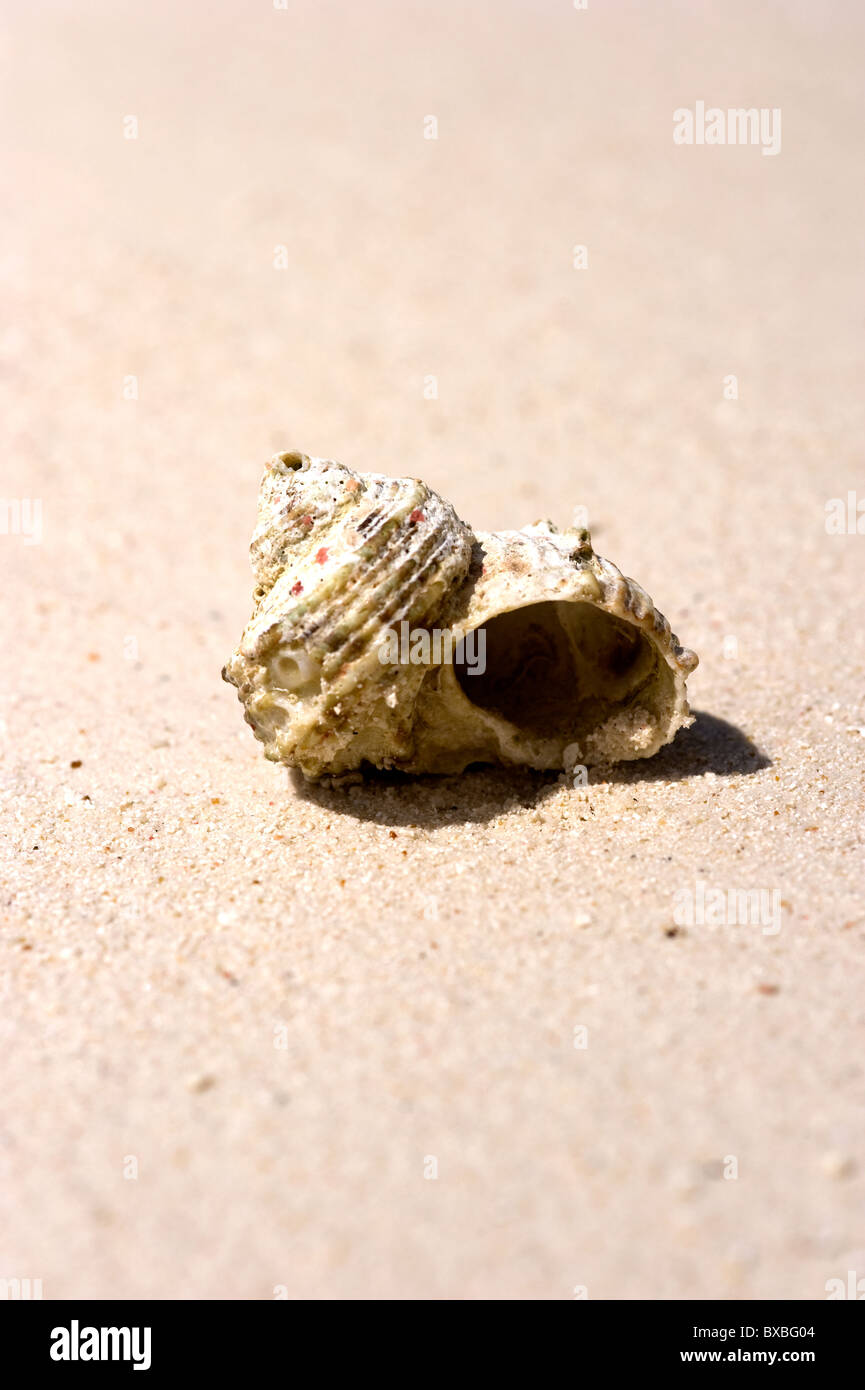 Sea Shell sur le sable Banque D'Images