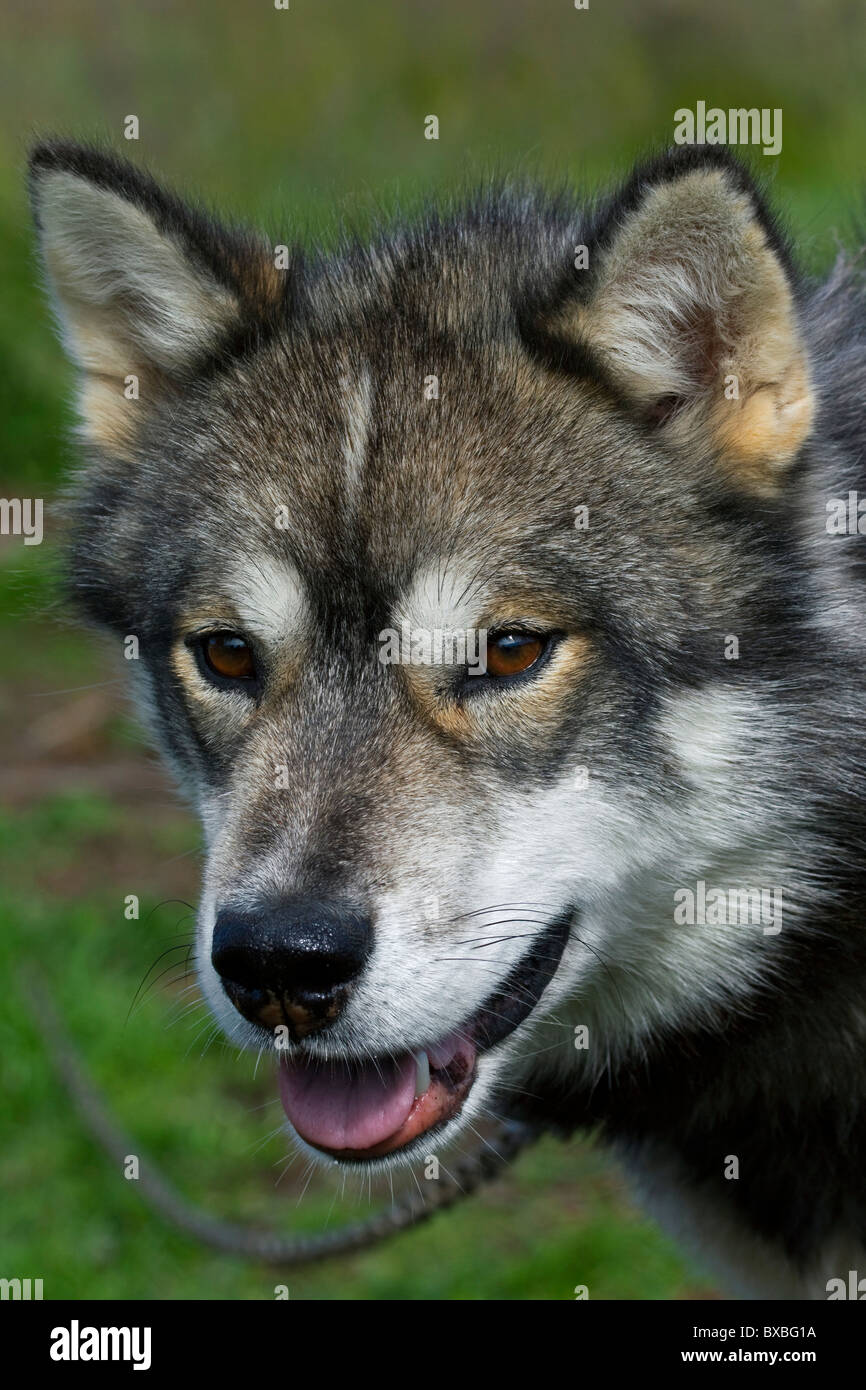 Groenland chien (Canis lupus familiaris), chien de traîneau, Ilulissat, Groenland, West-Greenland Banque D'Images