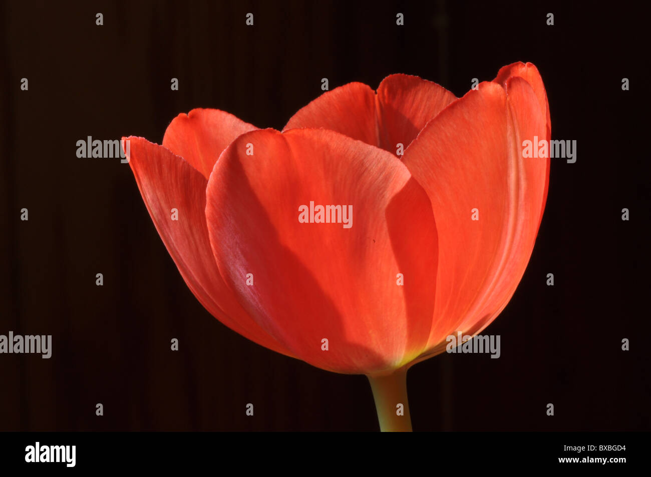 La photo en gros plan d'une tulipe, tulipe rouge, rouge Banque D'Images