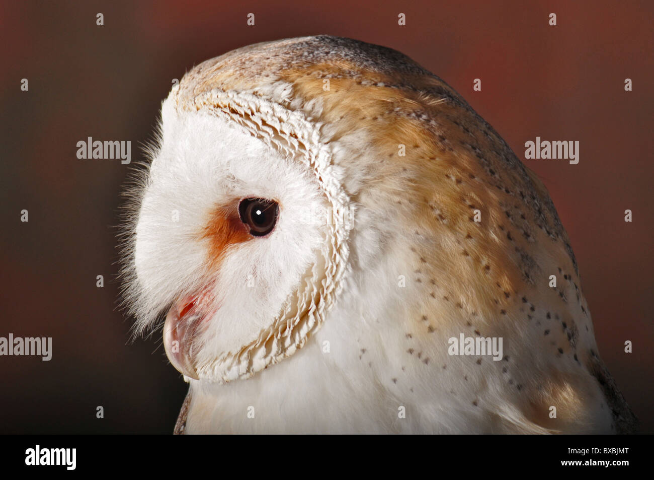 L'Effraie des clochers et de la Grande-Bretagne d'oiseaux résidents, chef tourné en profil, Tyto alba, oiseau de proie Banque D'Images