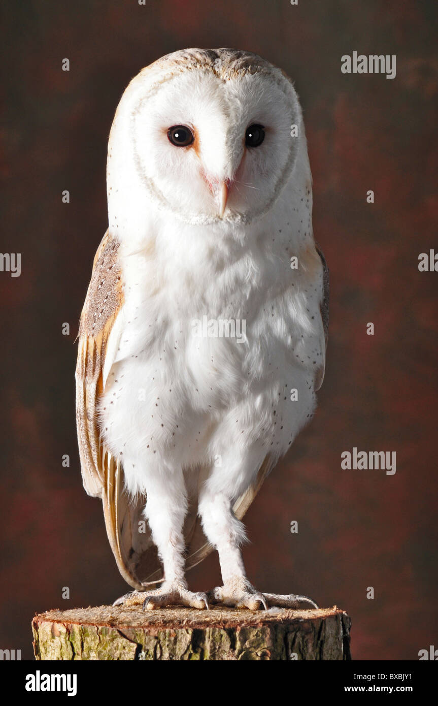 Barn Owl oiseau résident européen Grande-bretagne , Tyto alba, naturel, histoire naturelle, de l'environnement, de l'oiseau de proie, portrait Banque D'Images