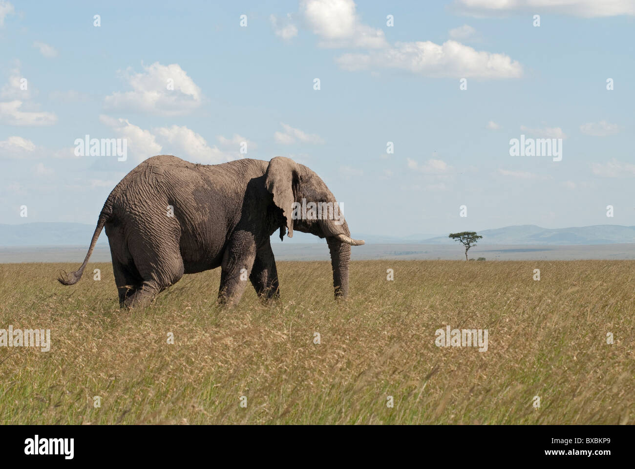 Dans l'éléphant le Masai Mara Banque D'Images