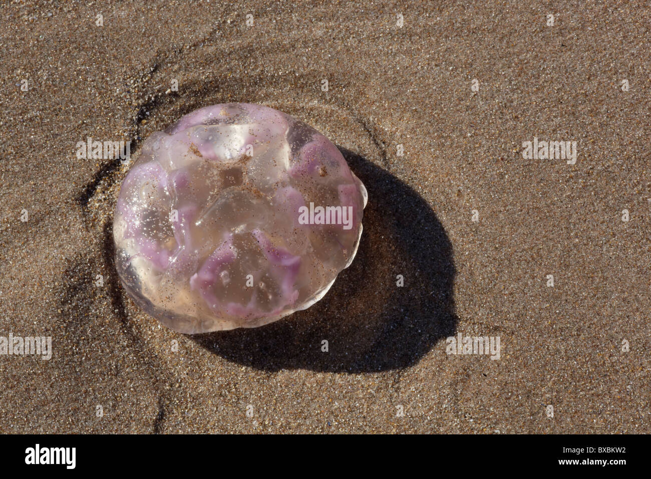 Méduse commune (Aurelia aurita) échoué sur la plage le long de la côte de Northumberland, England, UK Banque D'Images