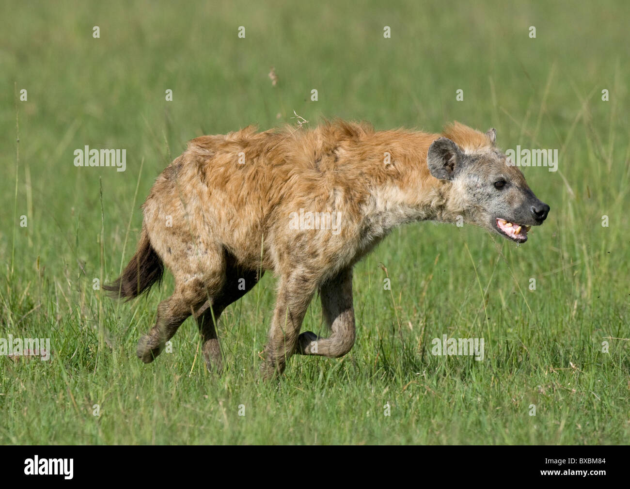Hyène tachetée Banque D'Images