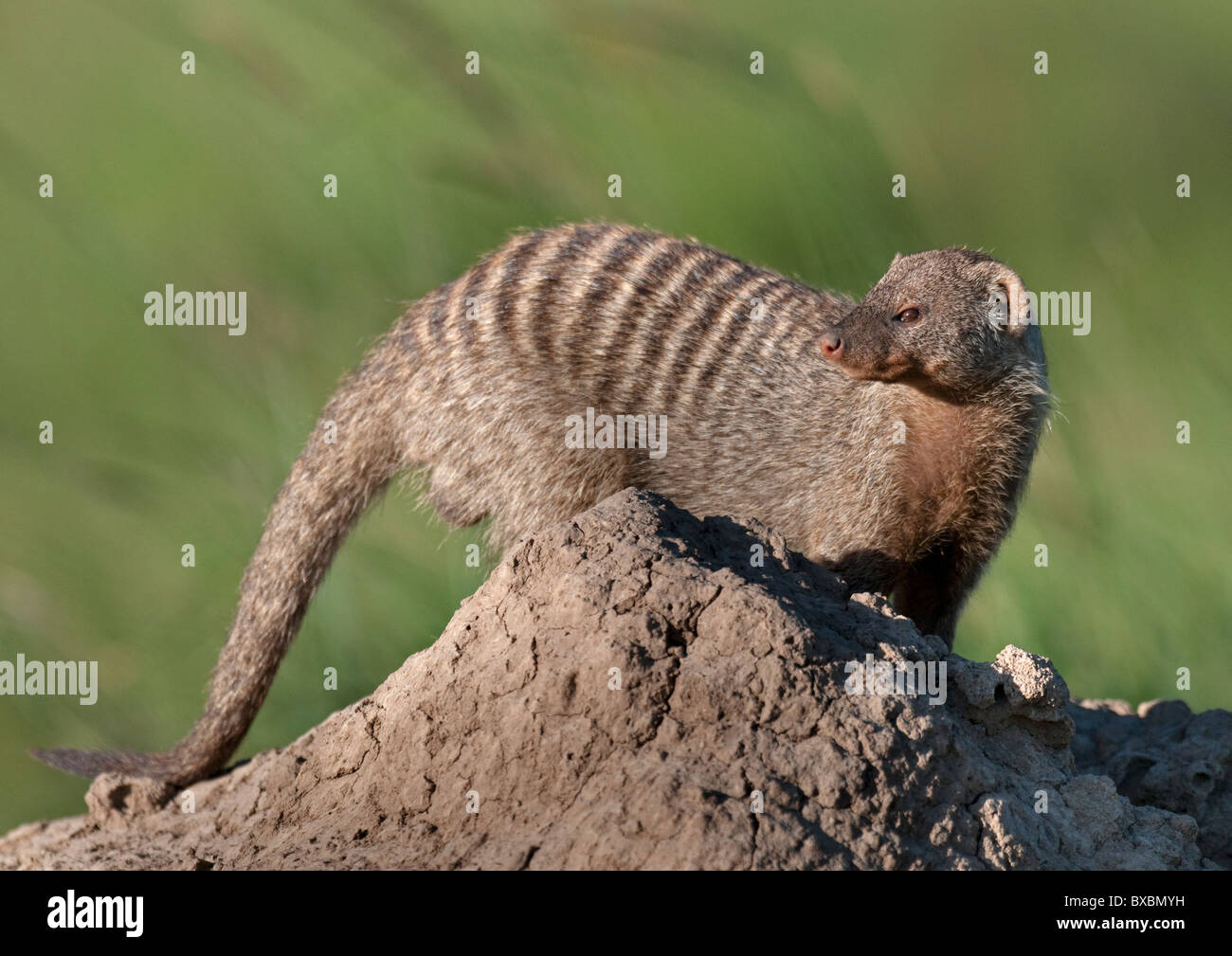 Mongoose bagués sur termitière Banque D'Images