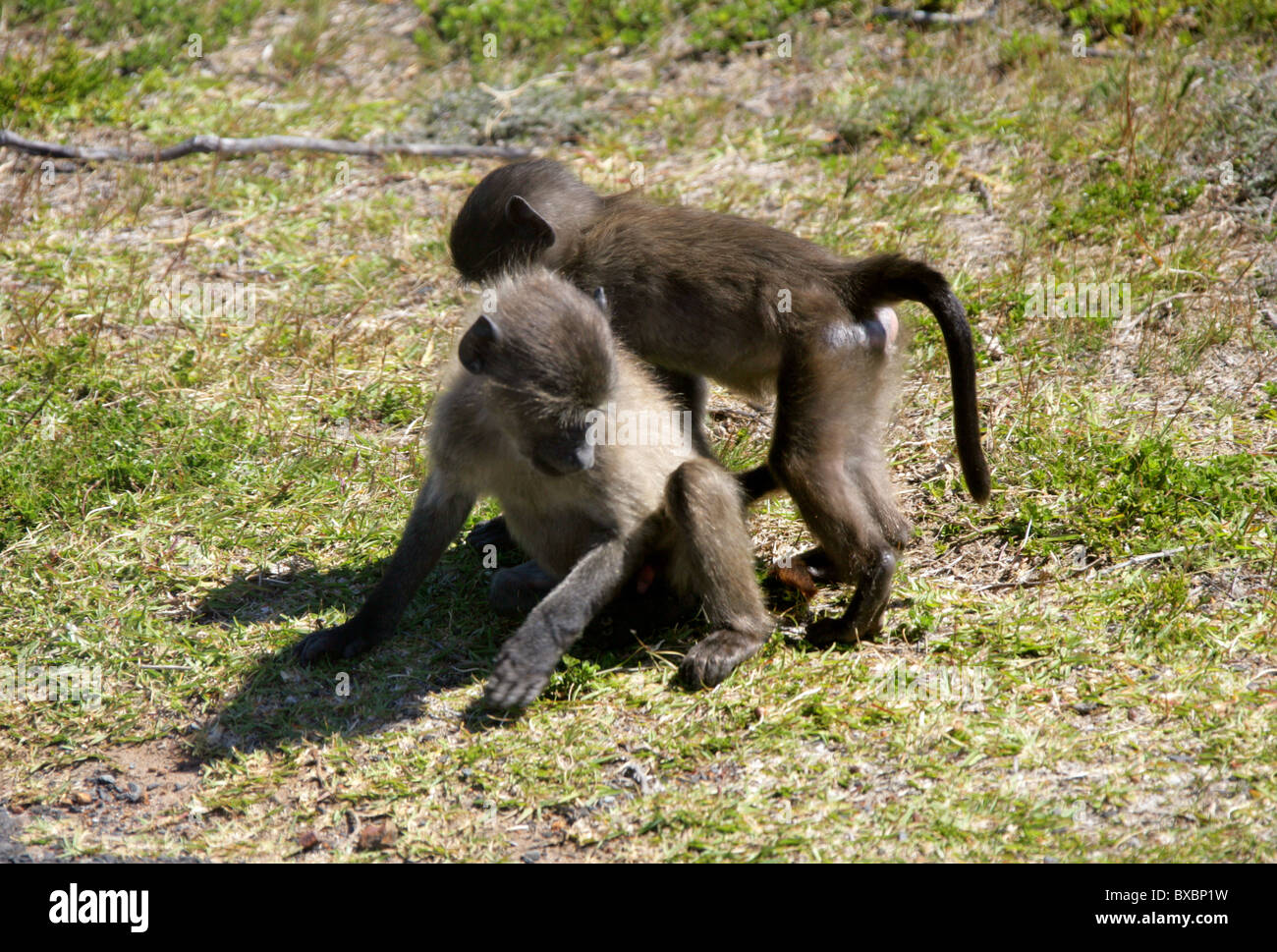 Deux jeunes babouins Chacma du Cap, Papio ursinus Passereau, ursinus. La péninsule du Cap, Province de Western Cape, Afrique du Sud. Banque D'Images