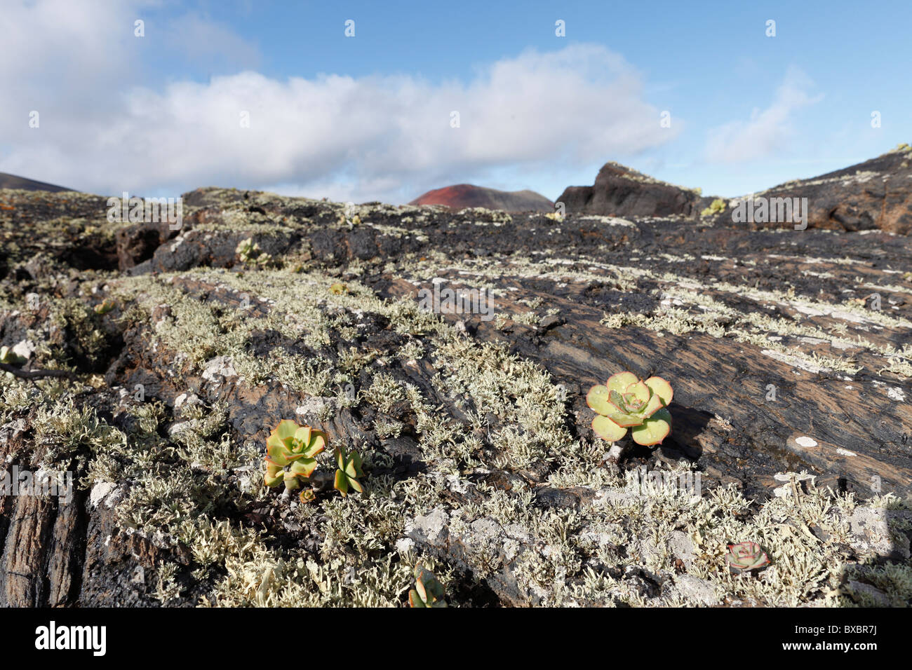 Des roches de lave avec les lichens et Aeonium, Lanzarote, Canary Islands, Spain, Europe Banque D'Images