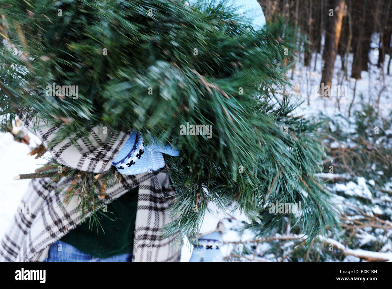 Jeune femme portant des branches de la préparation pour Noël Banque D'Images