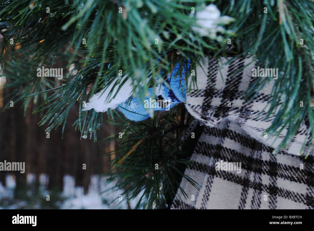 Jeune femme portant des branches de la préparation pour Noël Banque D'Images