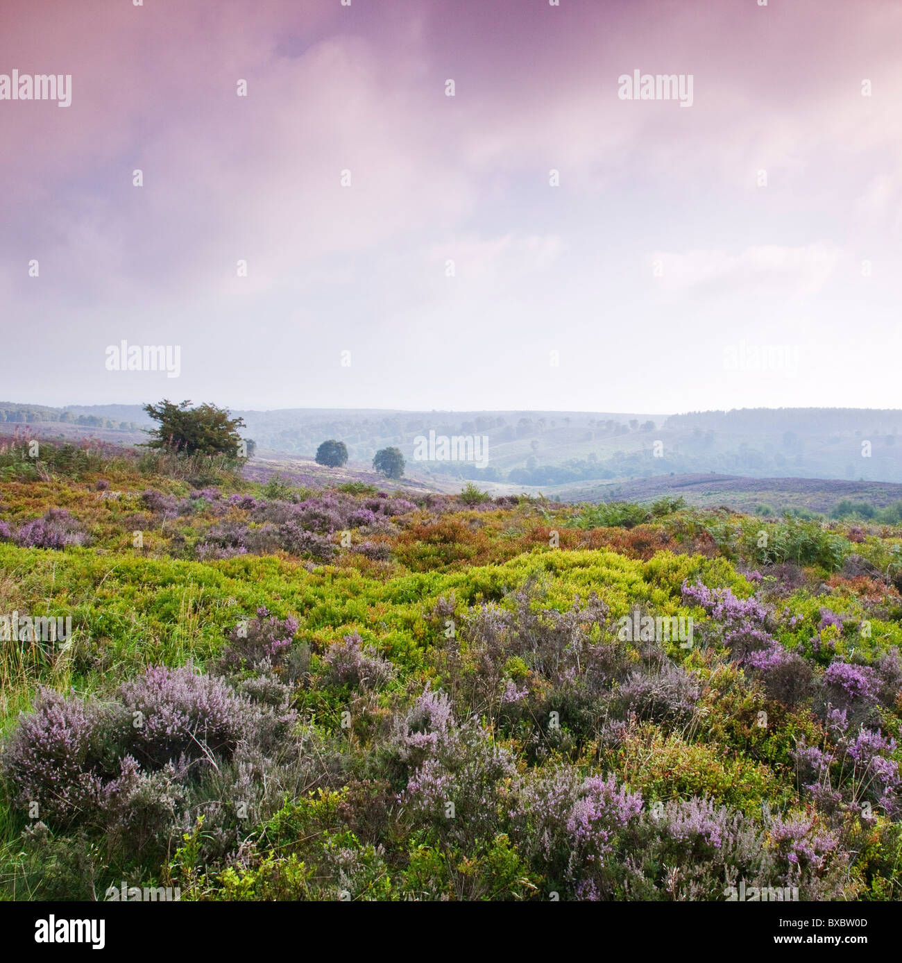 Heather Bilbury de gelée à la fin de l'été Cannock Chase Country Park AONB (région de beauté naturelle exceptionnelle) Banque D'Images