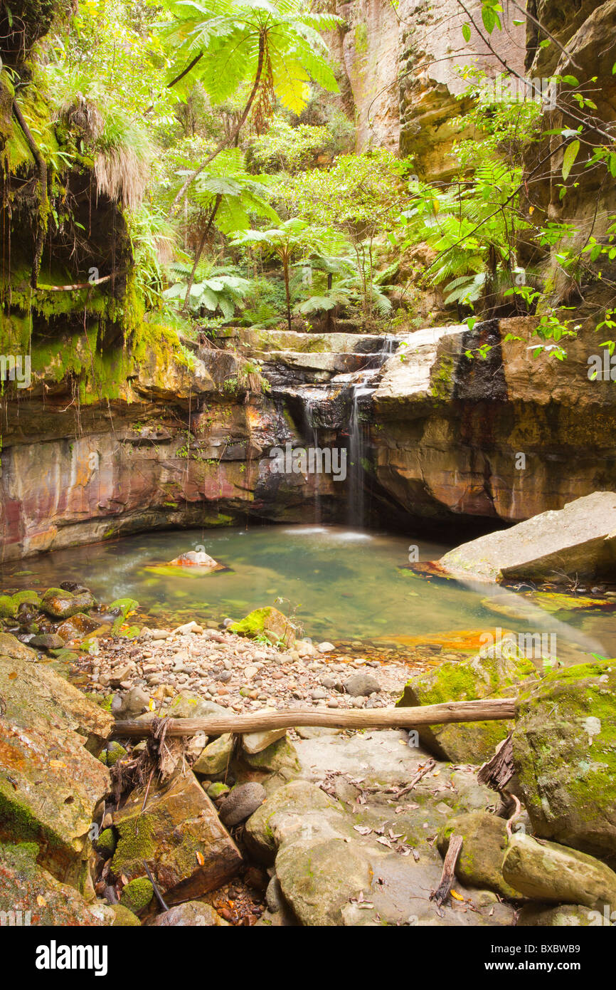 Moss Garden à Carnarvon Gorge, Carnarvon National Park, Queensland, juin Banque D'Images