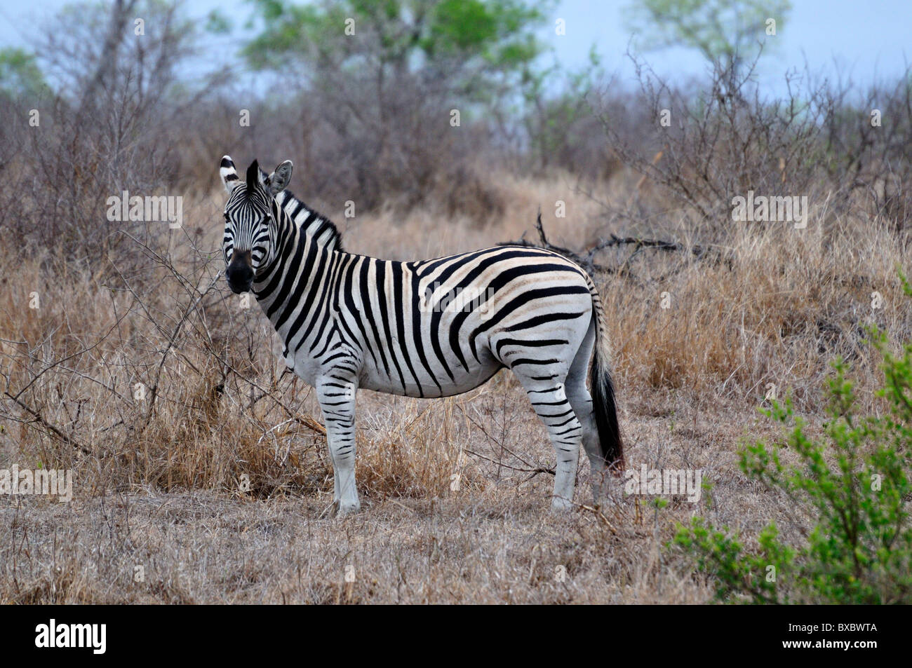 Un seul moule debout dans les buissons. Le Parc National Kruger, Afrique du Sud. Banque D'Images