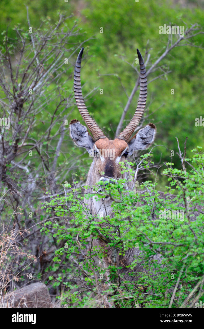 Un mâle waterbuck dans les buissons. Le Parc National Kruger, Afrique du Sud. Banque D'Images