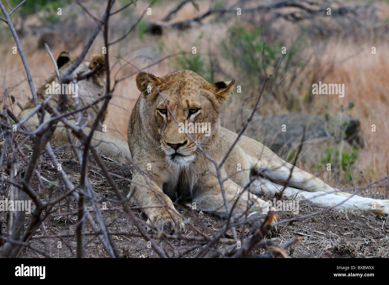 Une jeune lionne adultes reposant sur un mont de terre. Le Parc National Kruger, Afrique du Sud. Banque D'Images