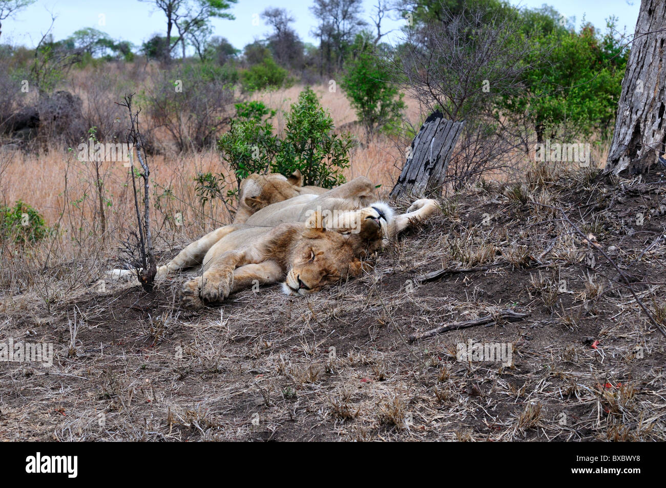 Les jeunes lions adultes dormant sur un chemin de montagne. Le Parc National Kruger, Afrique du Sud. Banque D'Images