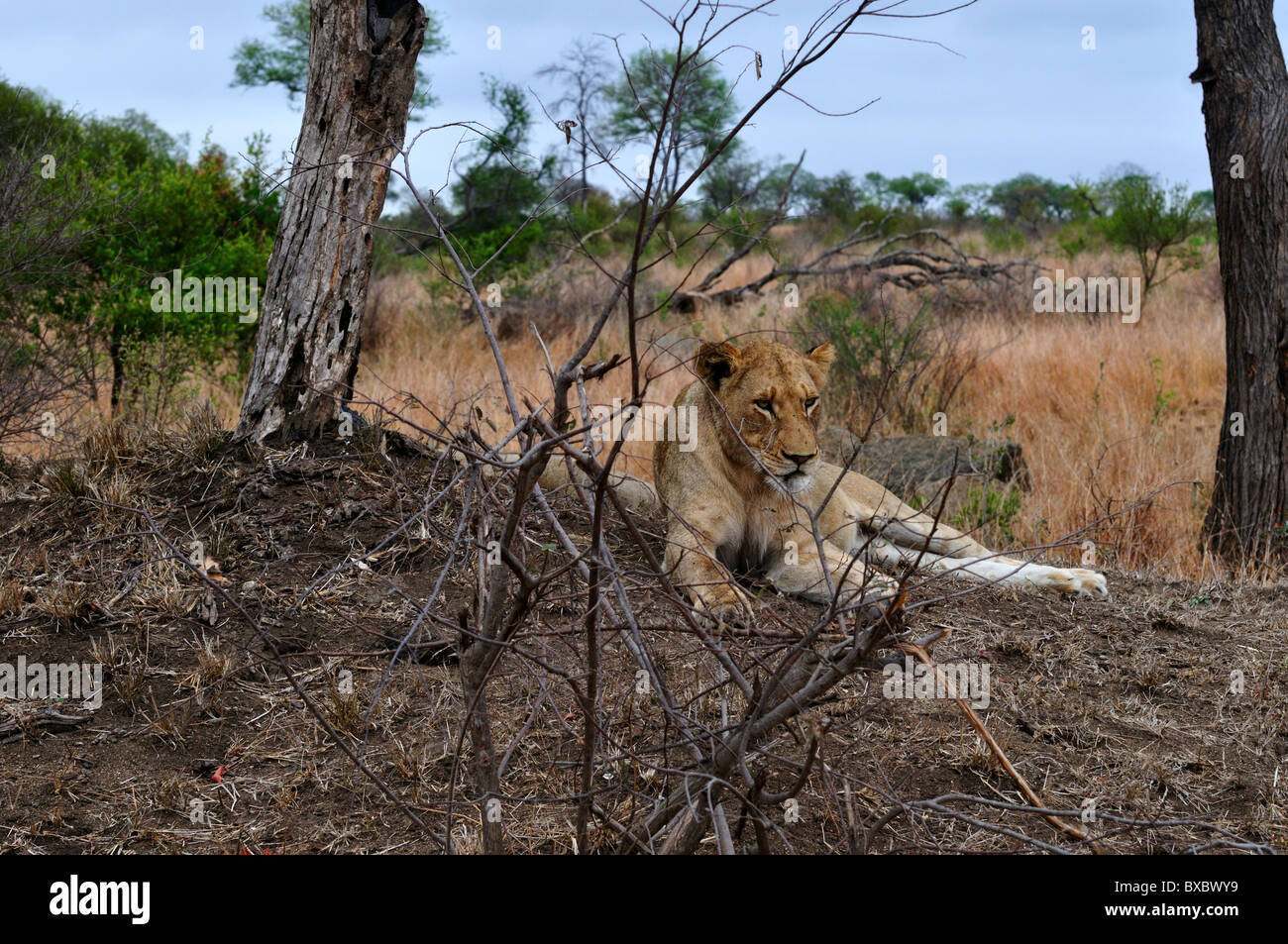 Une jeune lionne adultes reposant sur un mont de terre. Le Parc National Kruger, Afrique du Sud. Banque D'Images