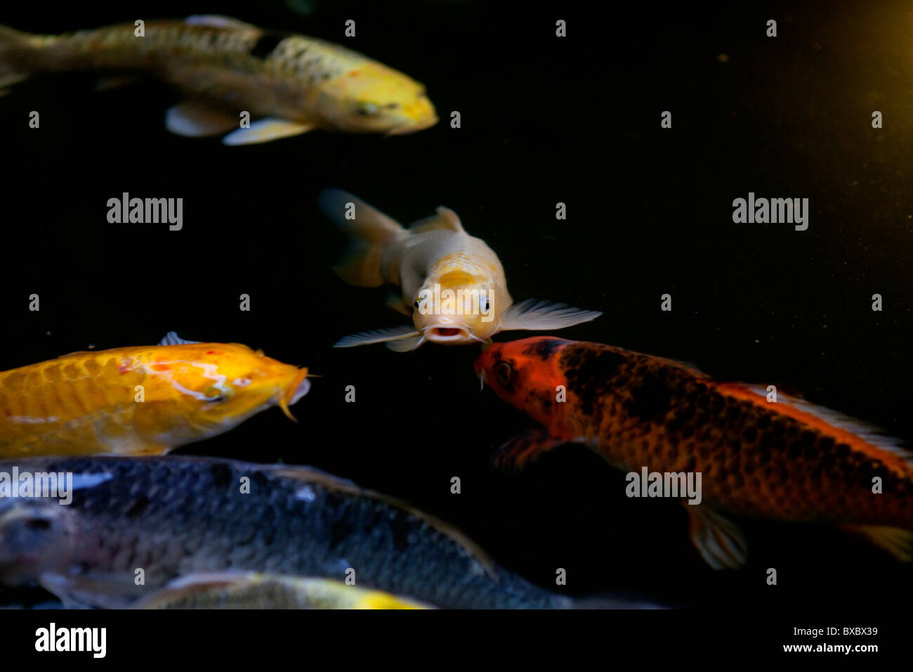 Poisson jaune dans un aquarium avec d'autres poissons Banque D'Images