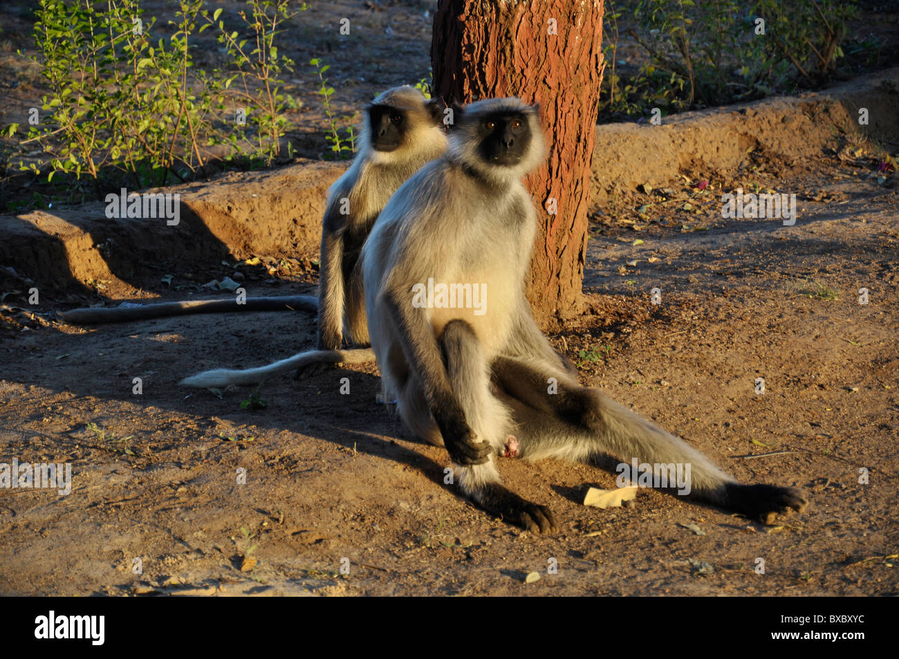 Face noire singe indien( Langur) Banque D'Images