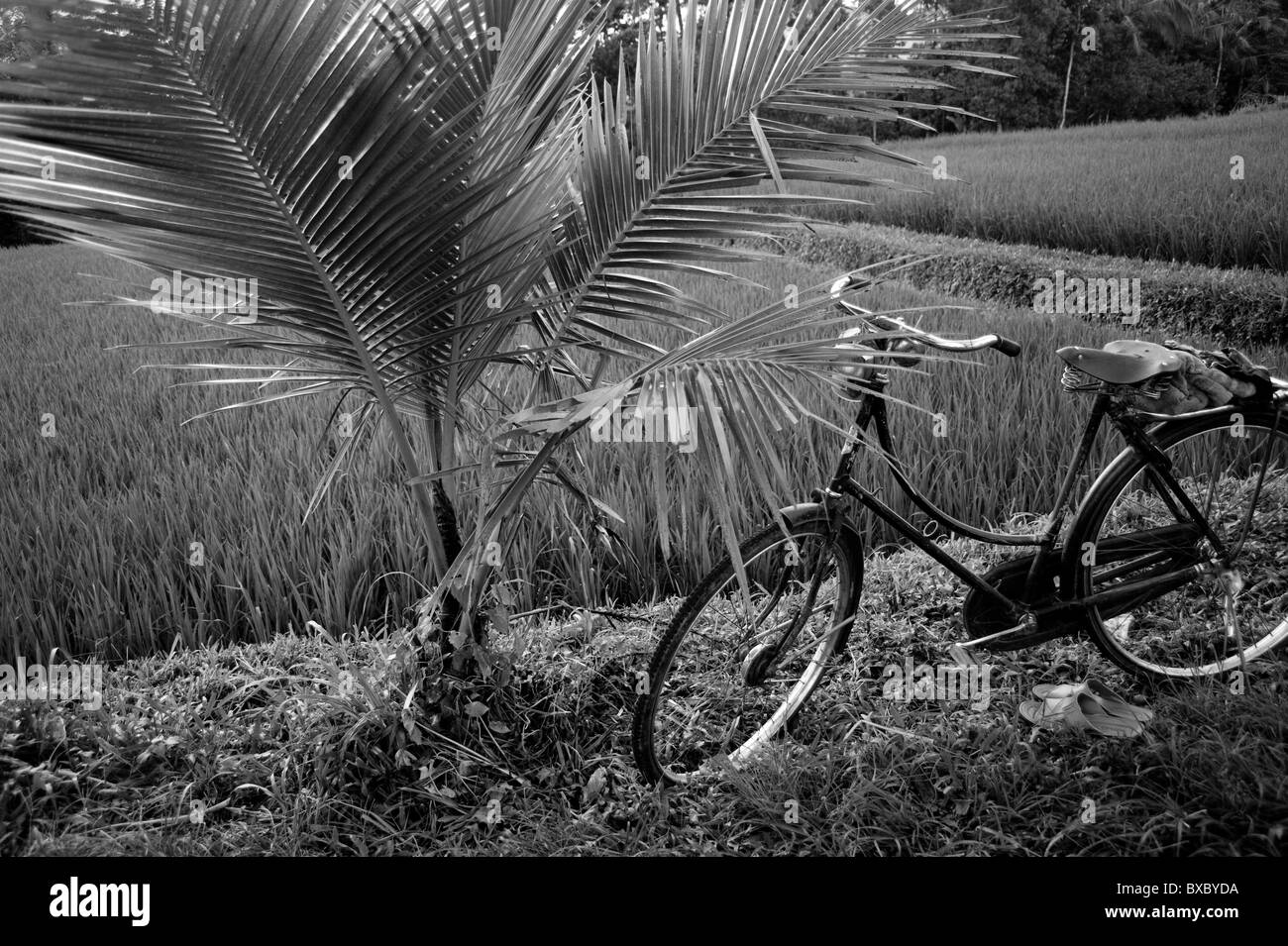 Location dans un champ à Bali Banque D'Images