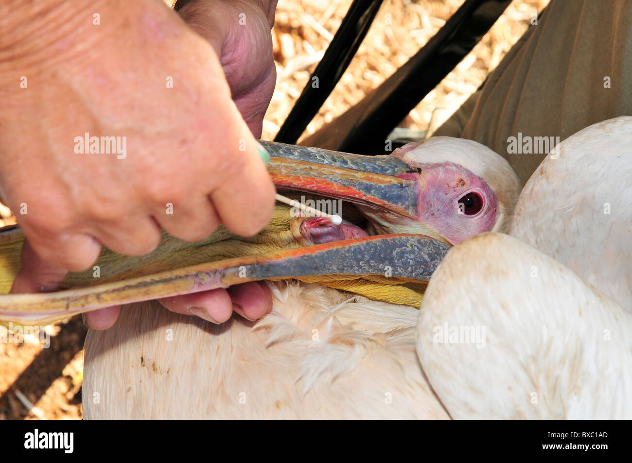 Grand Pélican blanc (Pelecanus onocrotalus) subit un prélèvement de gorge avant d'être libéré de nouveau à la nature Banque D'Images