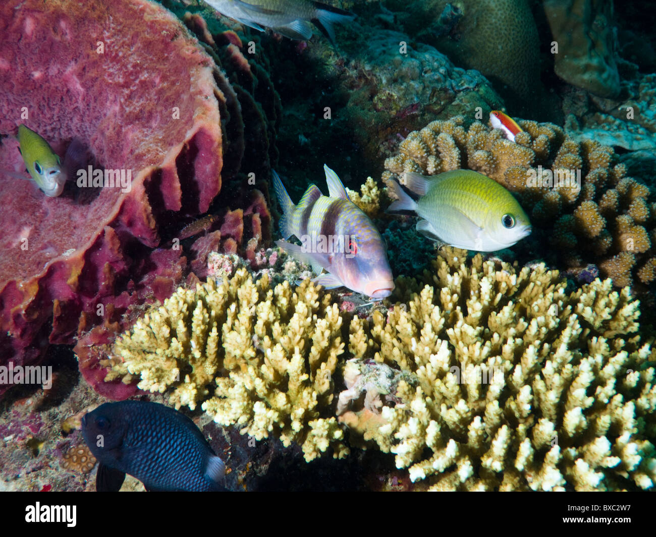 Coraux et poissons, Bornéo, Malaisie Banque D'Images