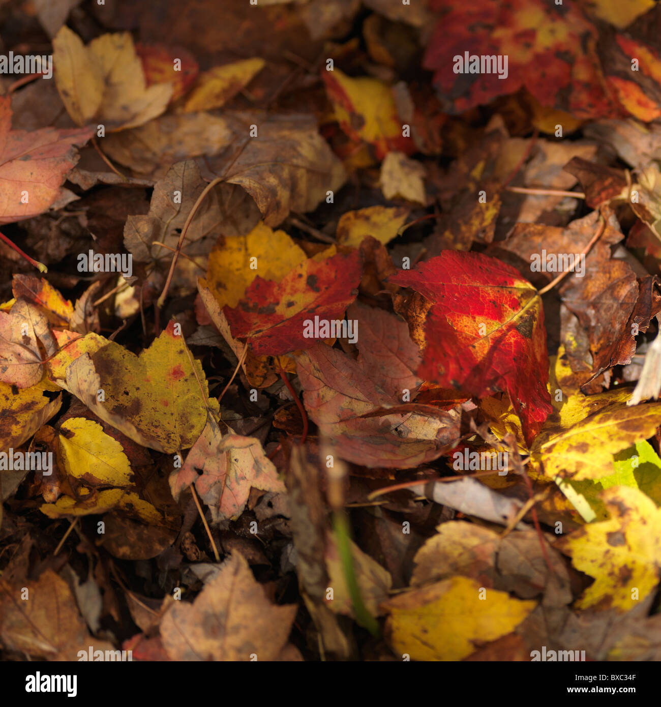 Les Hamptons, Sag Harbor, New York Banque D'Images