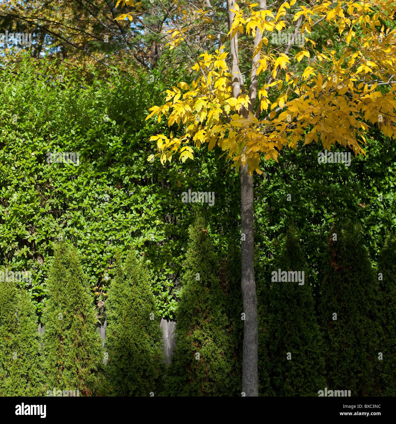 Les Hamptons, Sag Harbor, New York Banque D'Images