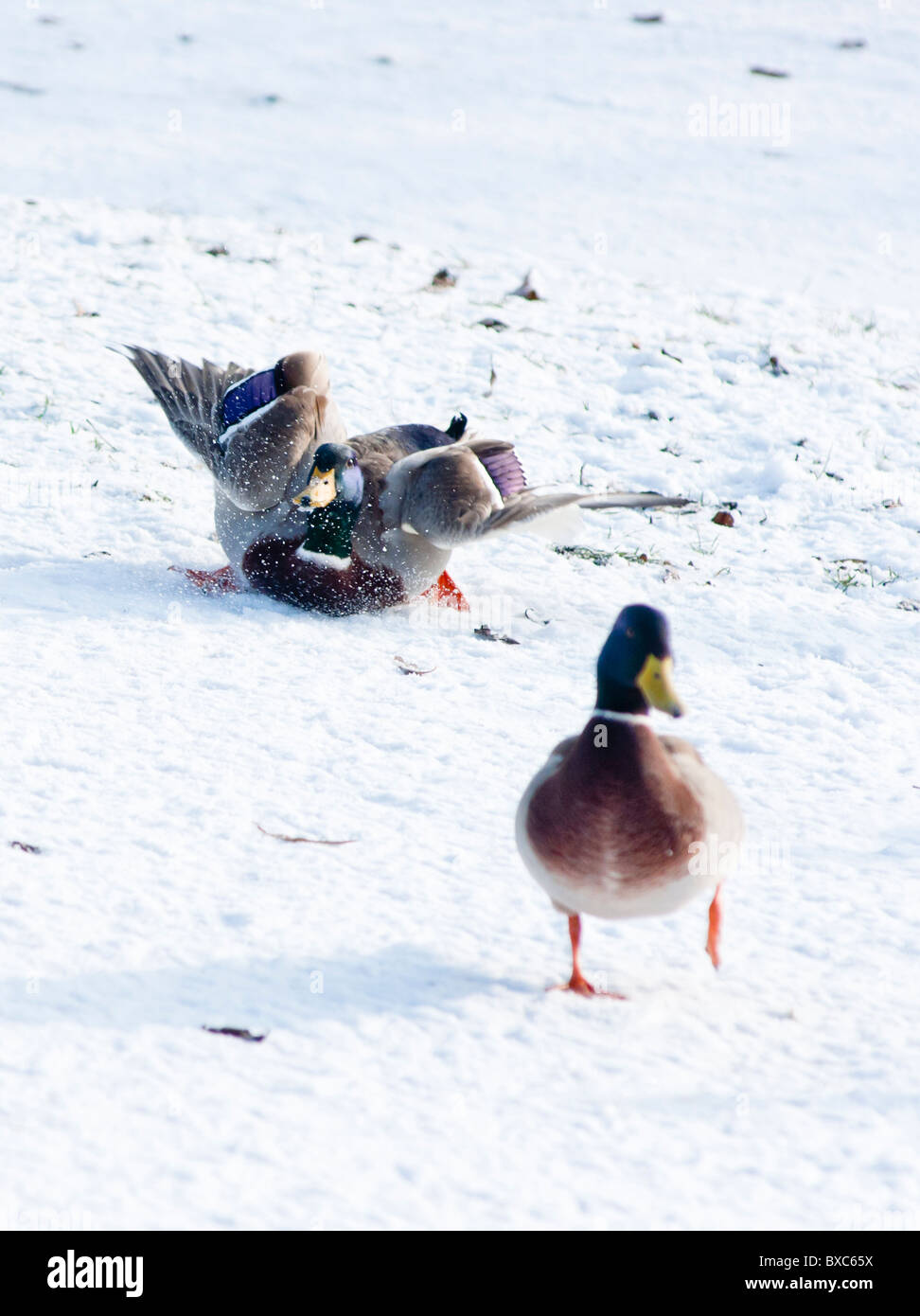 Atterrissage en catastrophe ! Un Mallard Drake pendant qu'il glisse dans la neige dans le Worcestershire. L'Angleterre Banque D'Images