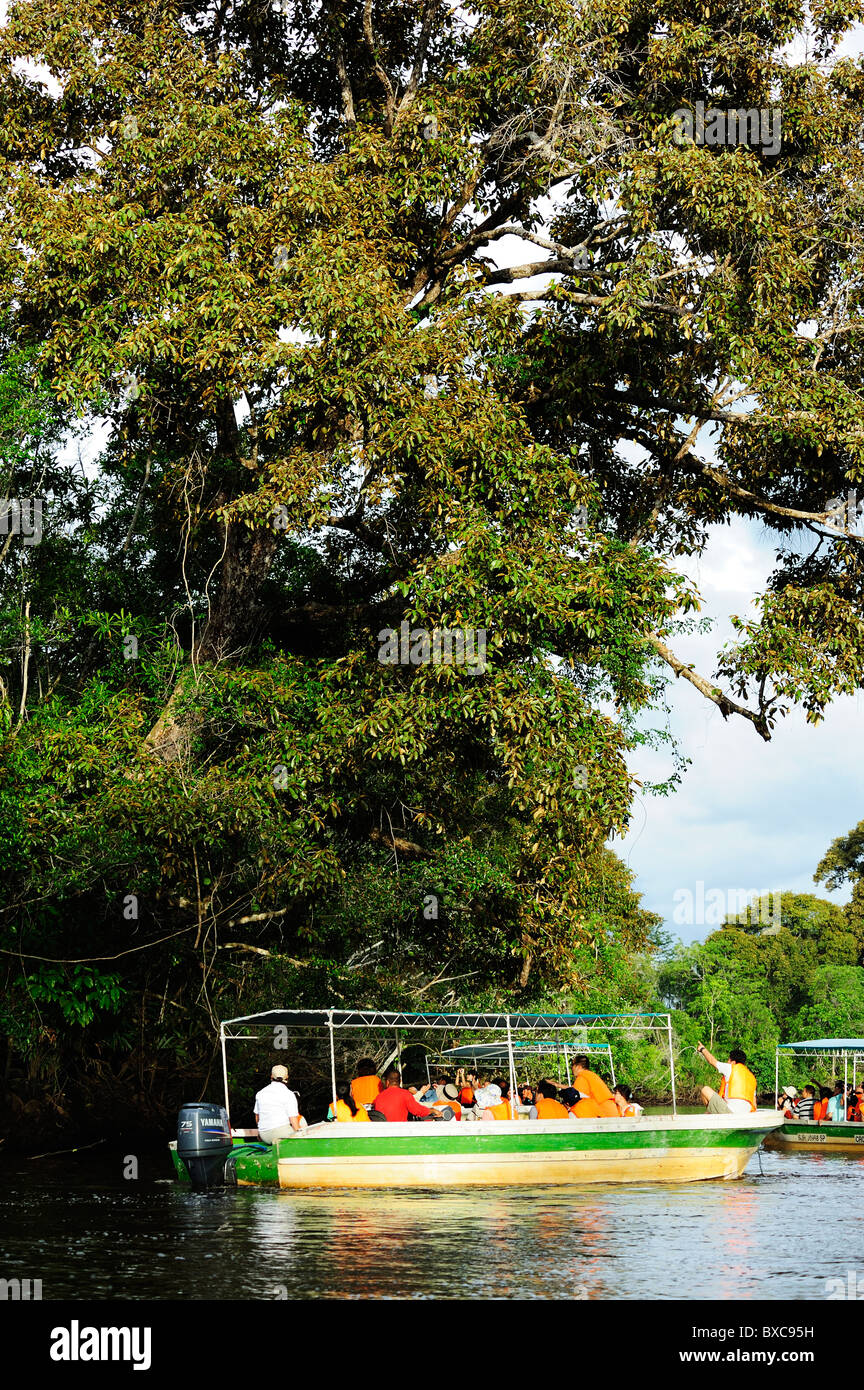 L'observation de la faune sur la rivière Klias près de Beaufort au sud-ouest de Sabah Banque D'Images